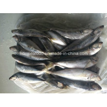 Peces japoneses de la caballa de Jack para la venta (los 22cm +)